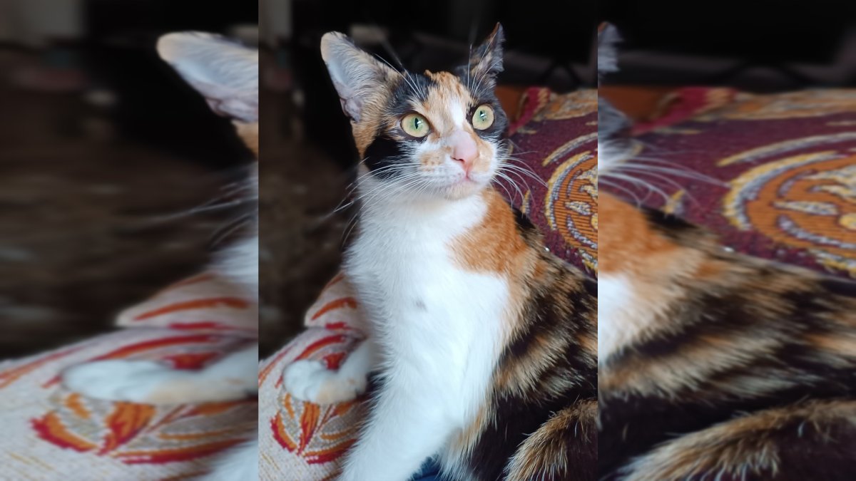 Una gata doméstica con microchip y esterilizada.