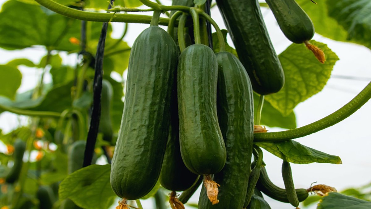 Pepino mini producido por Francisco Maleno García S.L. (Magar)