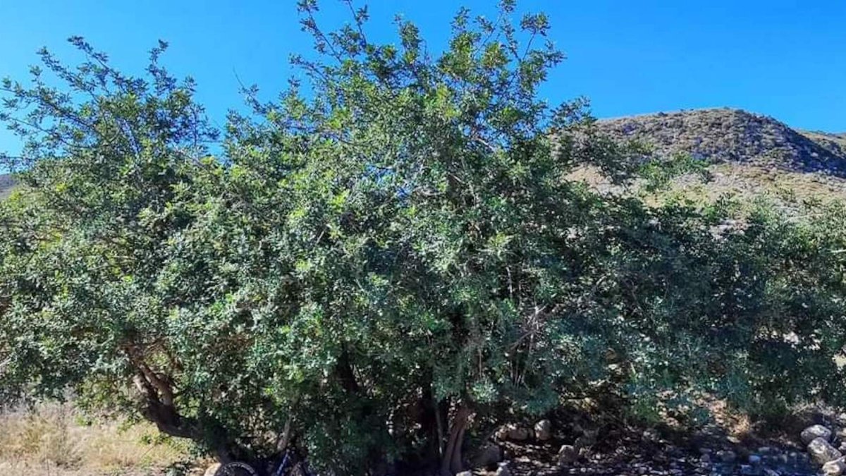 Ejemplar de algarrobo en la provincia de Almería