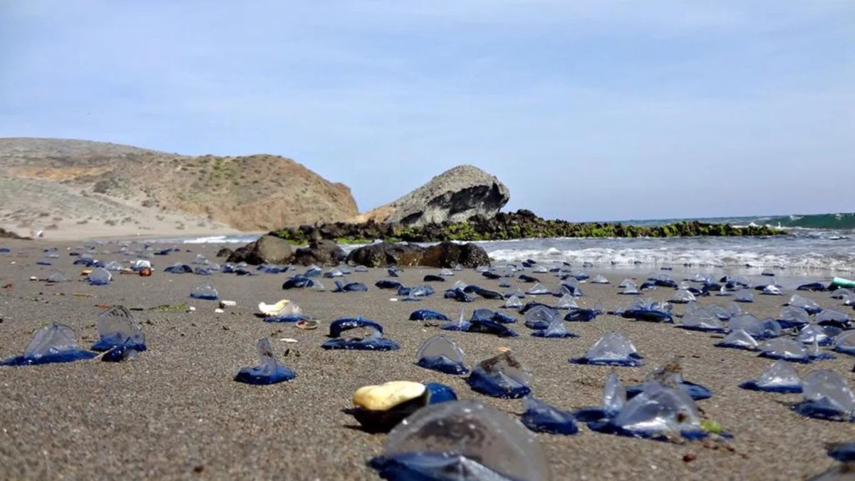 Un gran número de medusas en la playa de Mónsul, en una imagen de archivo.