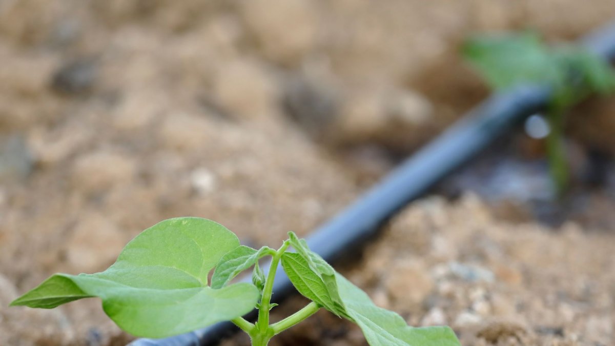 COAG Almería se reunió con la Delegación de Agricultura de la Junta de Andalucía