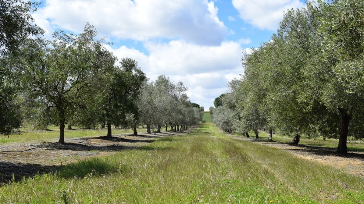 El cultivo con mayor huella de suelo (es decir, menos producción de alimento en proporción a la erosión que genera) es el olivar