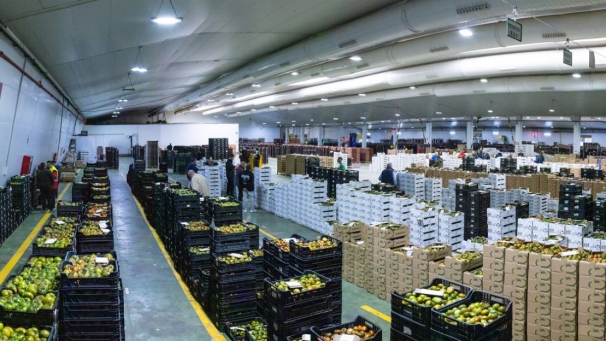 Interior de uno de los almacenes ed Agroponiente.