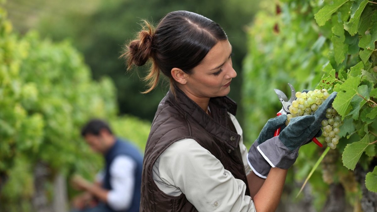 Incluida también una línea de 15M€ específicos para mujeres y otros 15M€ para el desarrollo de nuevos proyectos ganaderos