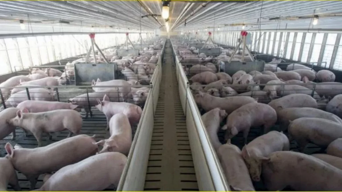 Imagen de archivo de una granja porcina.