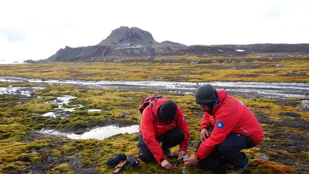 Investigadores recolectando hongos en la Antártida