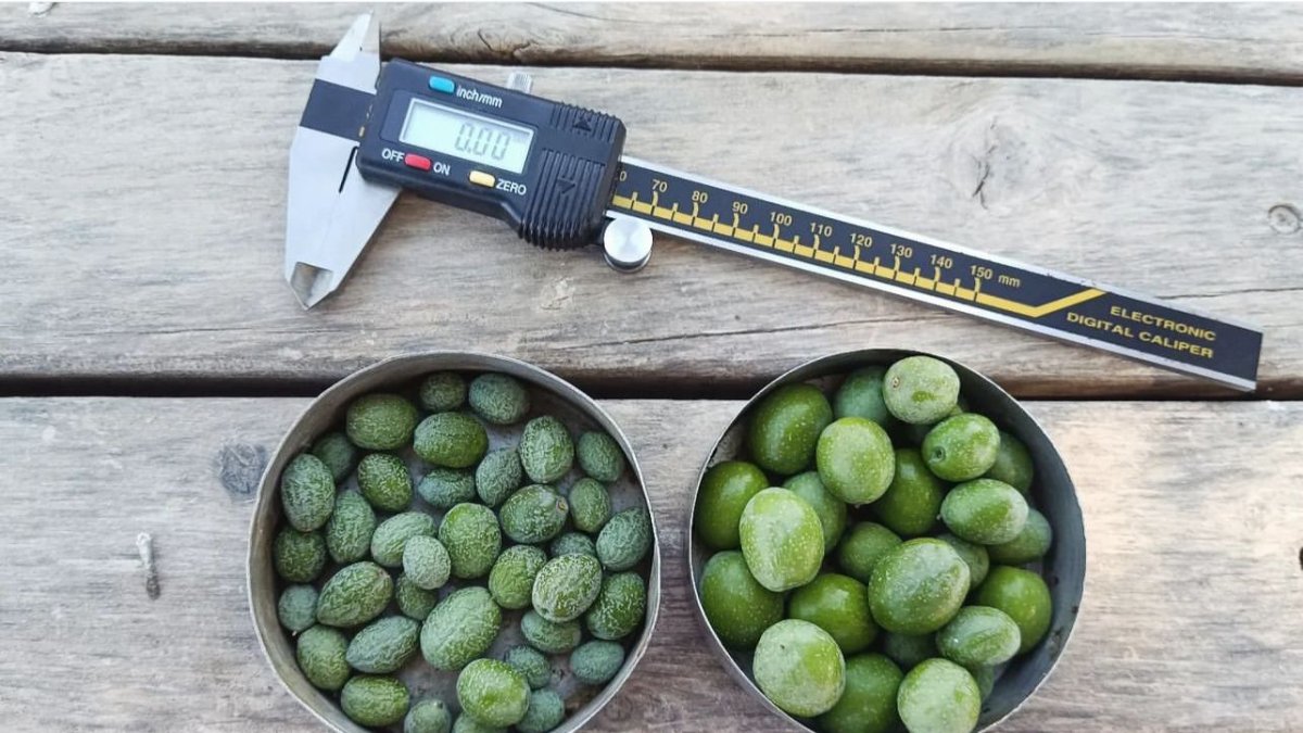 El equipo realizó mediciones semanales en campo, registrando datos sobre el estado hídrico de las plantas, la cantidad y calidad del fruto, entre