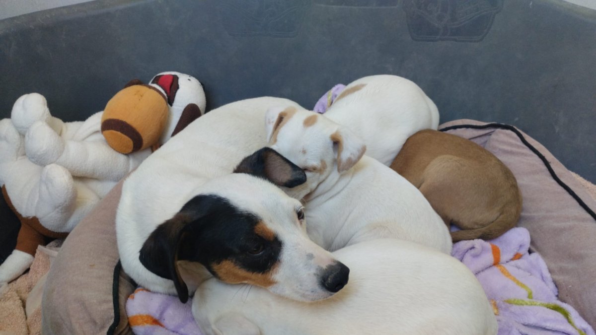 Perros del refugio APA Nueva Vida Huércal-Overa.