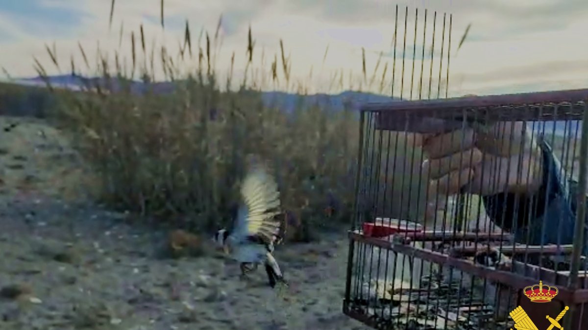 Imagen de una de las aves capturadas por el hombre.