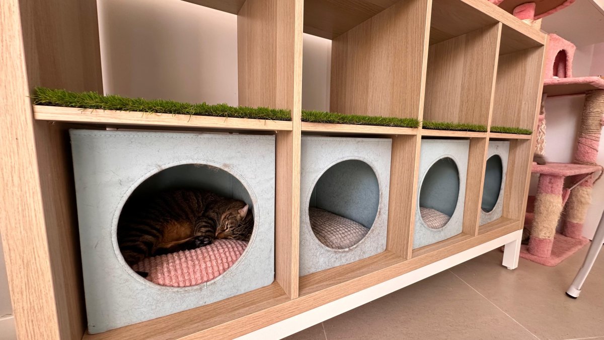 Uno de los nueve gatos de la primera gatoteca de Almería.