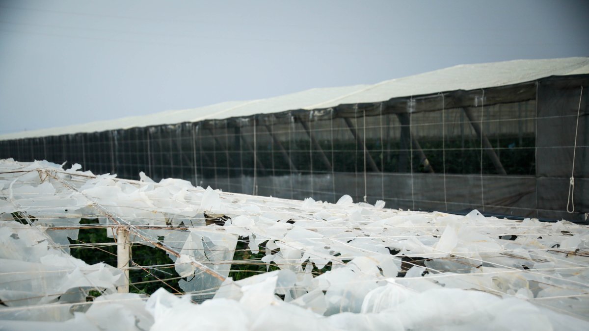 Efectos del granizo en los invernaderos ejidenses.
