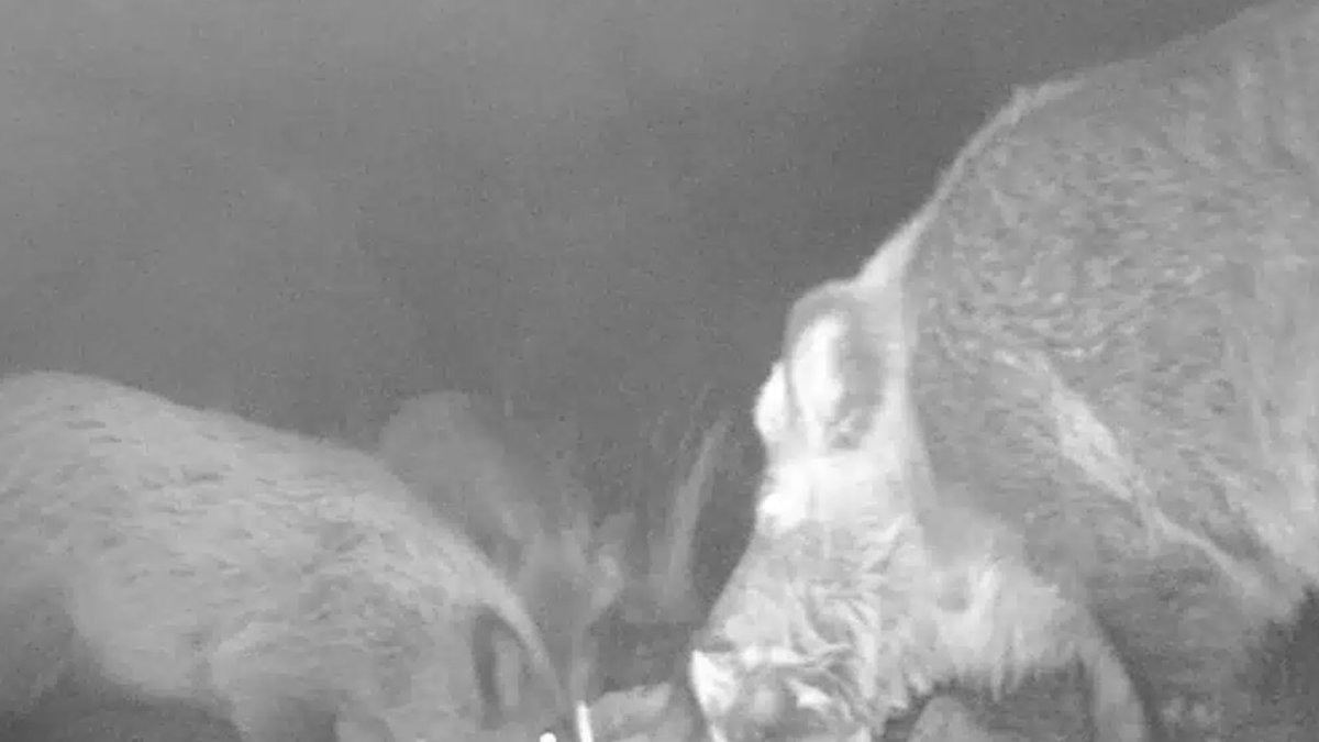 Vista del jabalí en la noche de la captura.