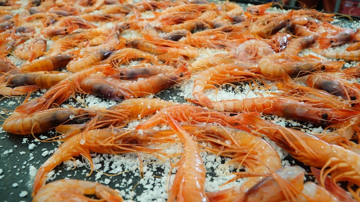 Festival de la gamba roja de Garrucha en una edición anterior.