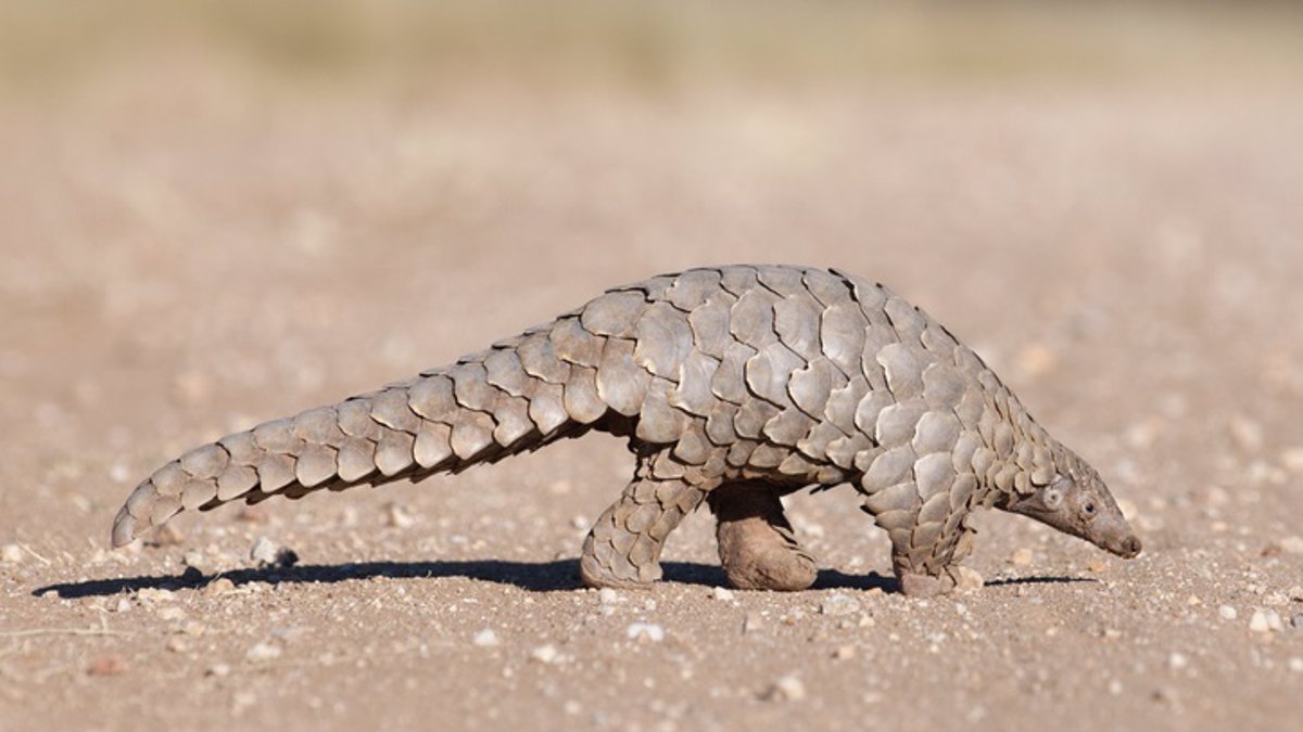 Archivo. Ejemplar de pangolín.