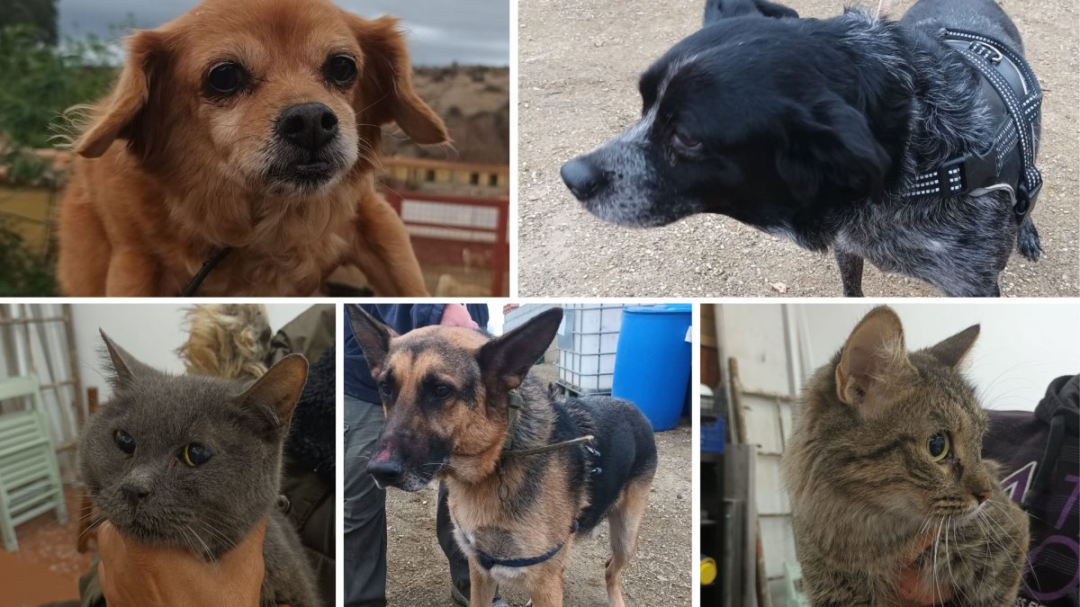 Las cinco mascotas de la familia.