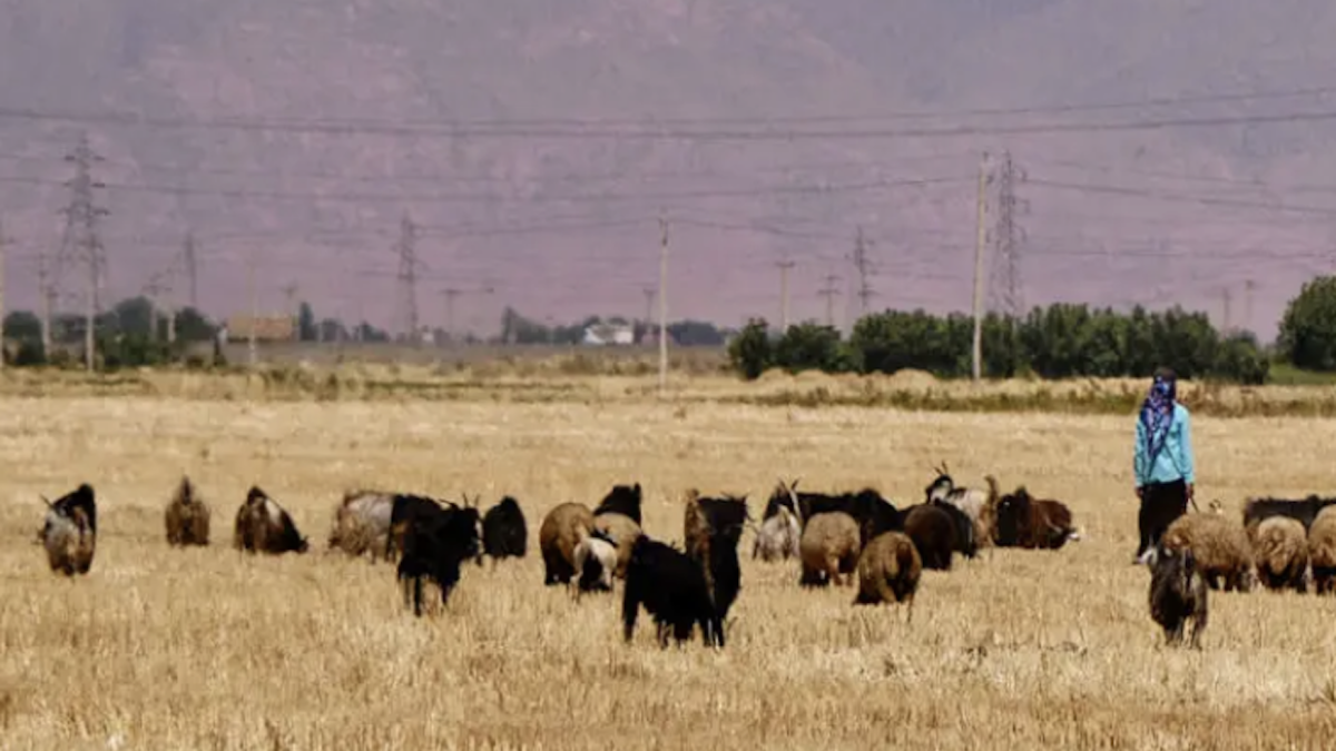 Han desarrollado una herramienta innovadora para mejorar la gestión del pastoreo en la ganadería extensiva