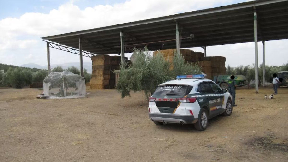 Imagen facilitada por Guardia Civil.