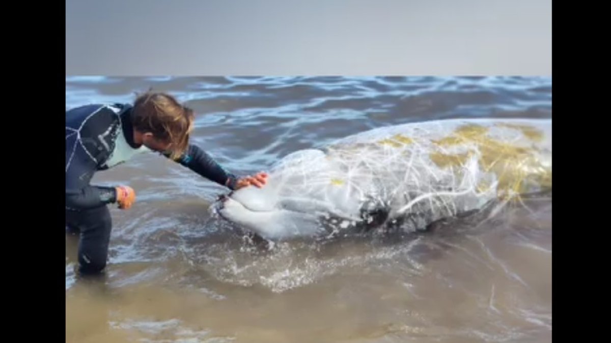 Zifio aparecido en la playa almeriense. Foto: Equinac.