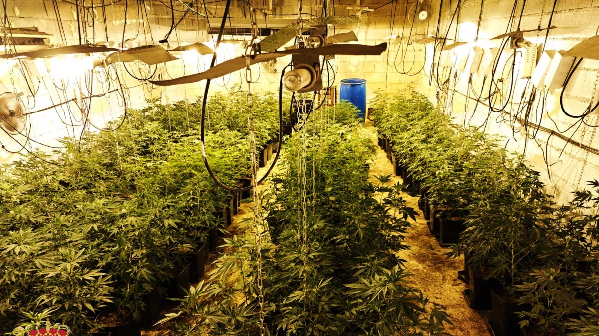 Cultivo de marihuana desmantelado por los agentes en El Ejido.