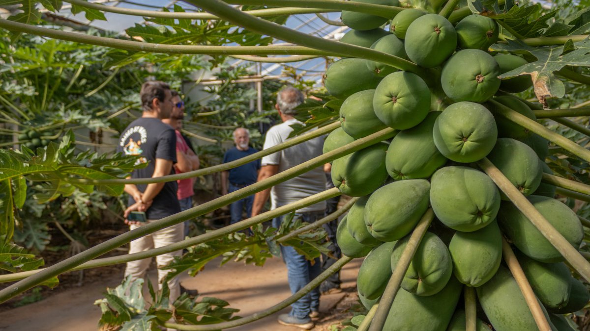 Cultivo de papaya