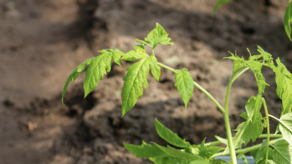 an demostrado que el consorcio bacteriano aumenta el peso tras la germinación y la longitud de las raíces.