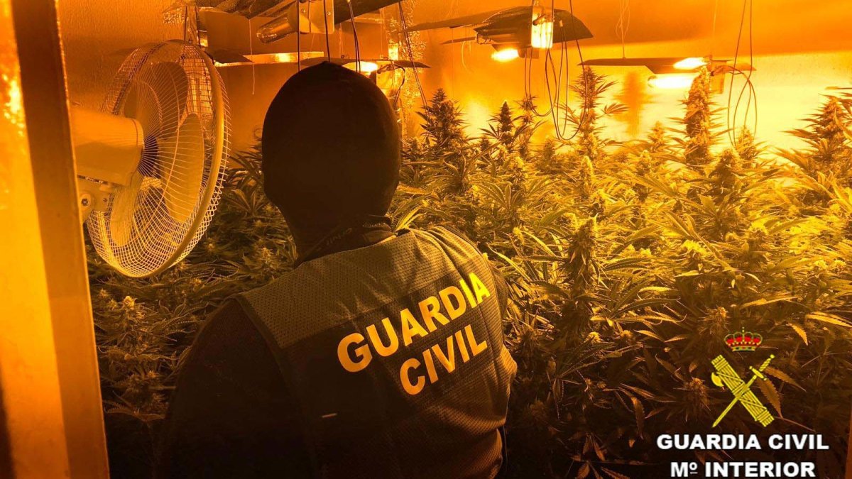 Imagen de archivo de una plantación de marihuana indoor.