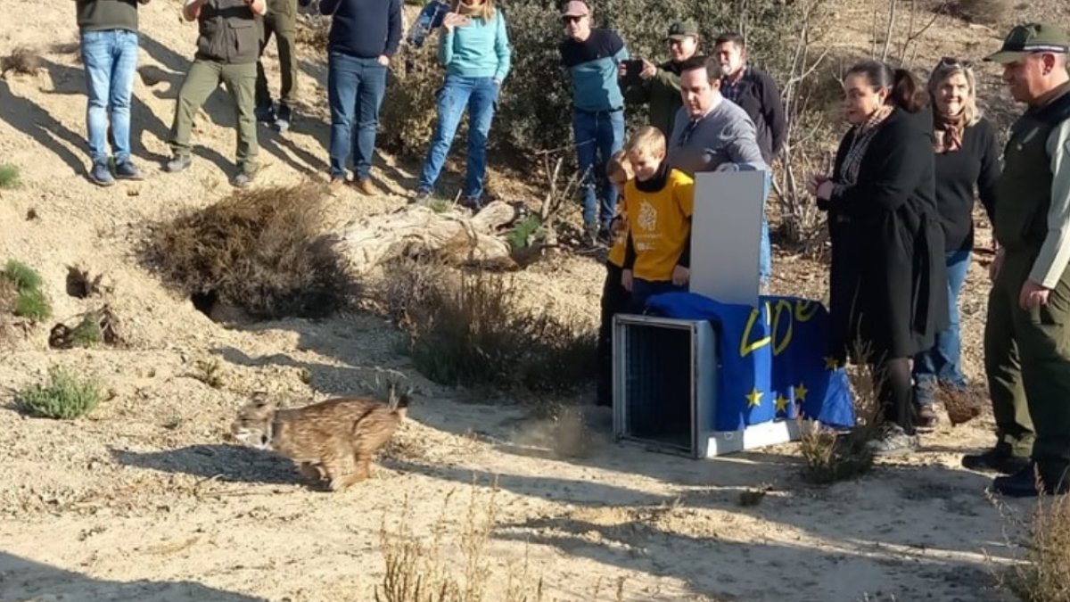 Suelta del lince ibérico en Vélez-Rubio.