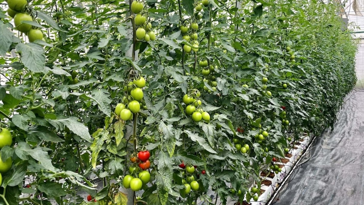 Tomateras en el interior de un invernadero de la UAL.