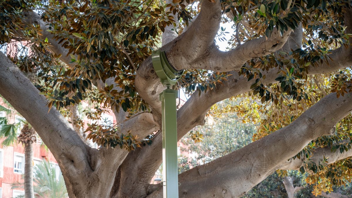 Este es el sistema de sujeción del ficus centenario