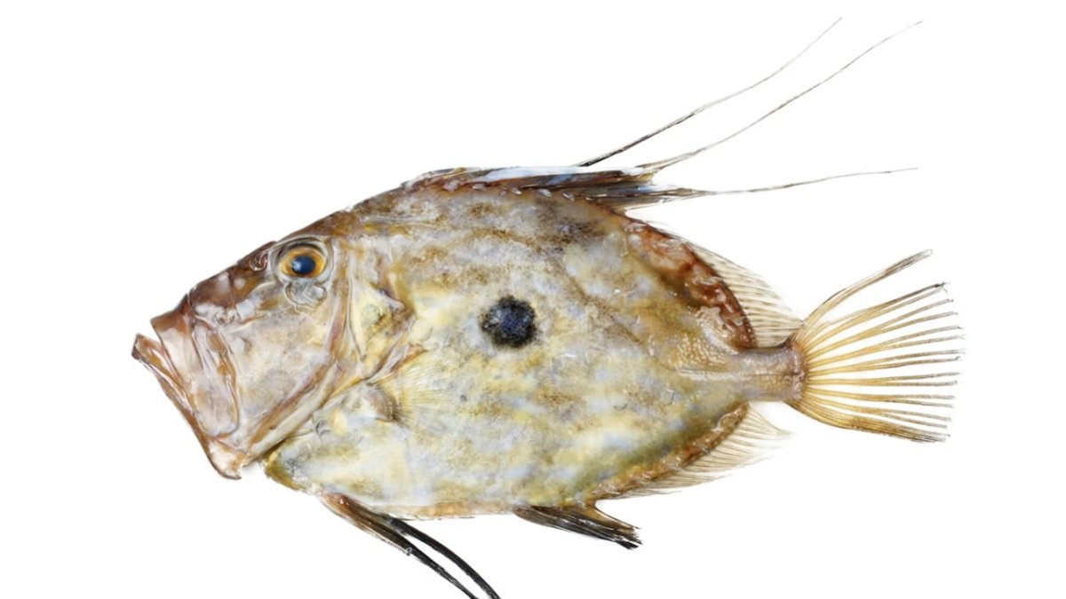 Imagen de archivo de un gallopedro.