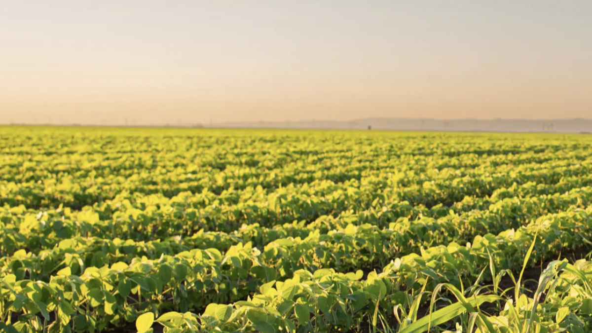 La consultora Roland Berger ha elaborado un informe sobre las oportunidades del sector hortofrutícula español que ha servido de base para una toma de posición del Círculo de Empresarios.