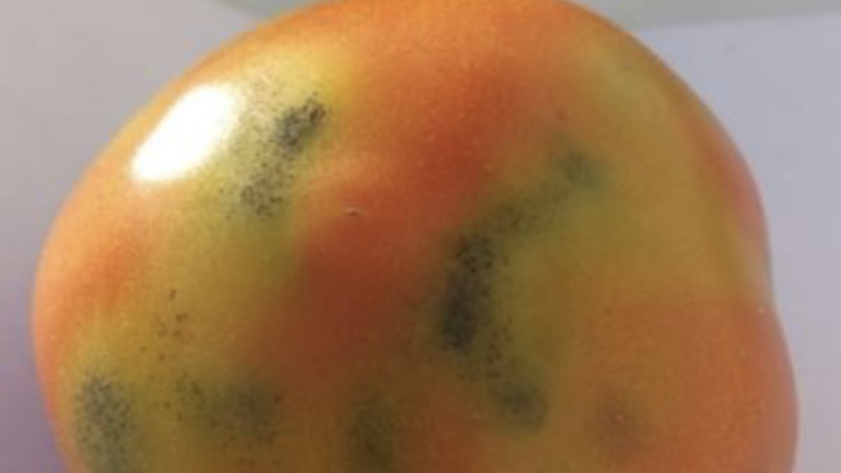 Tomate con síntomas típicos de ToFBV