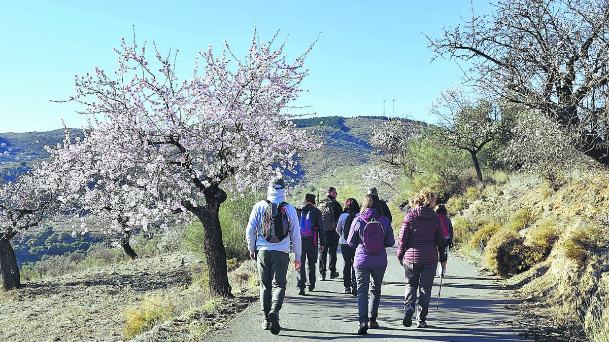 Una de las rutas de almendros de flor.