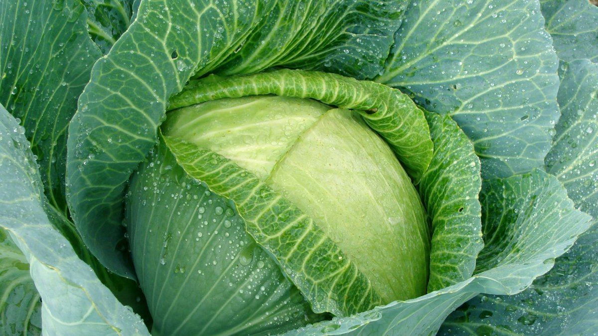 Fotografía de archivo de una berza.