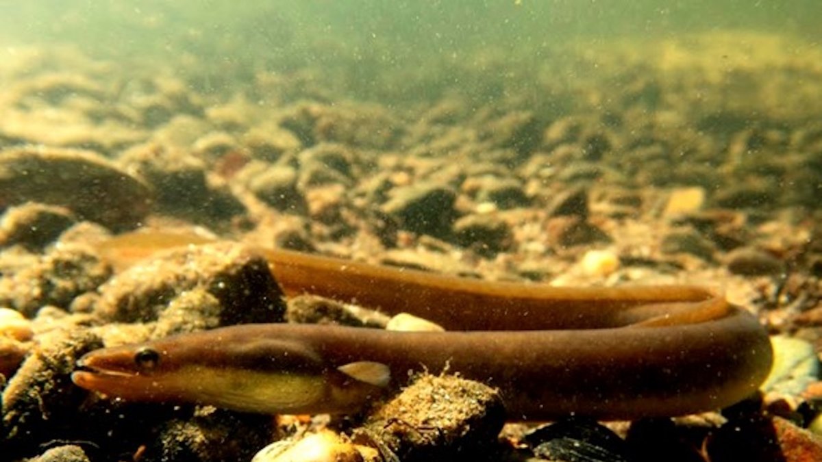 La anguila europea (Anguilla anguilla), una especie en peligro crítico de extinción, enfrenta un declive acelerado en su población