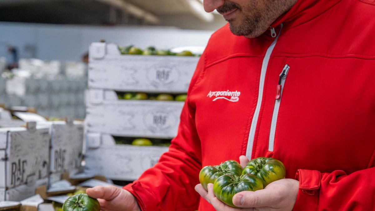 El Tomate Raf de Agroponiente crece en producción y superficie esta campaña