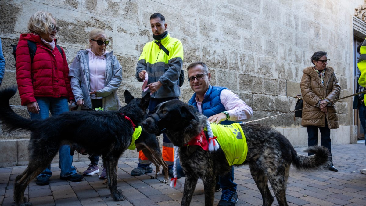 Campaña de adopciones navideña