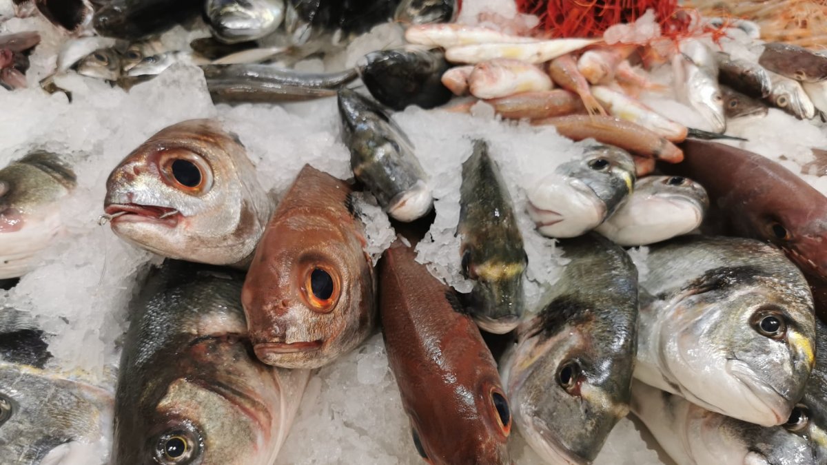 Besugos a la venta en una pescadería.