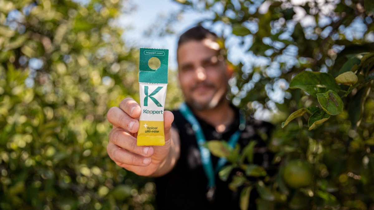 Koppert fue pionero en 1967 con la producción y lanzamiento a gran escala de su primer ácaro depredador para el control de plagas, Phytoseiulus pe