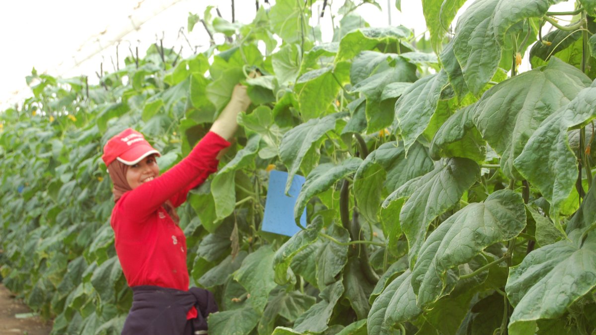 Una trabajadora agraria en un invernadero del Poniente almeriense.