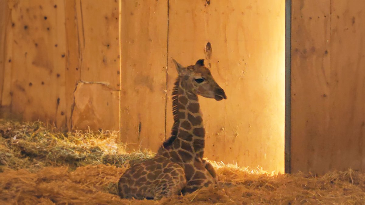 Jirafa de Rothschild nacida en MiniHollywood Oasys