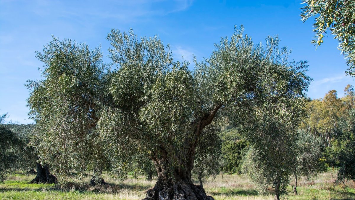 La mosca del olivo es una de las principales plagas que pone en jaque la calidad y viabilidad del aceite de oliva.