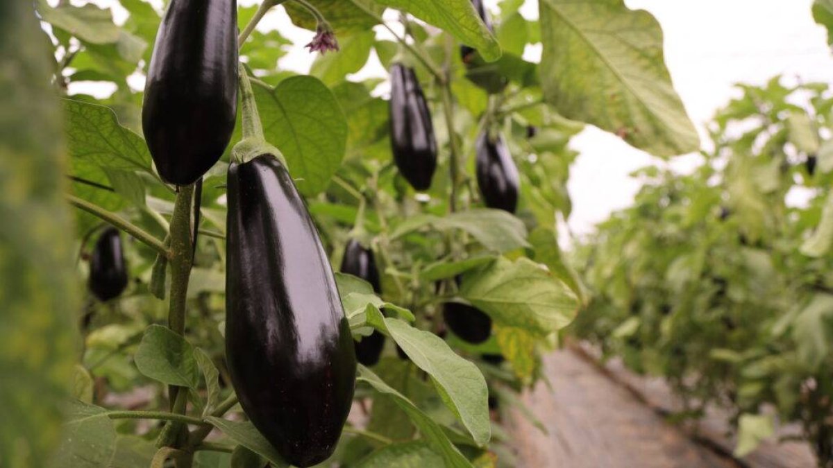 La berenjena Serafina, de Ramiro Arnedo.