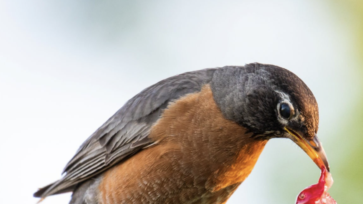 Petirrojo americano alimentándose en un cerezo.