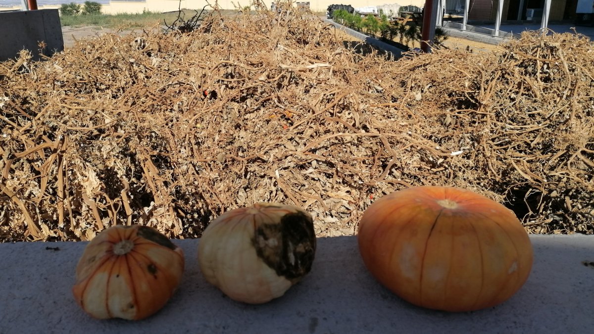 Imagen del área de demostraciones de la planta ReciCland, situada en el centro IFAPA La Mojonera.