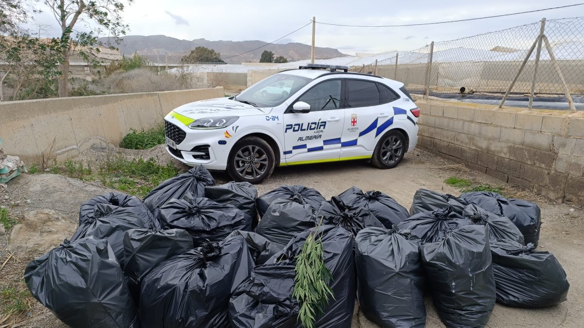 Incautación de 709 plantas de marihuana por la Policía Local
