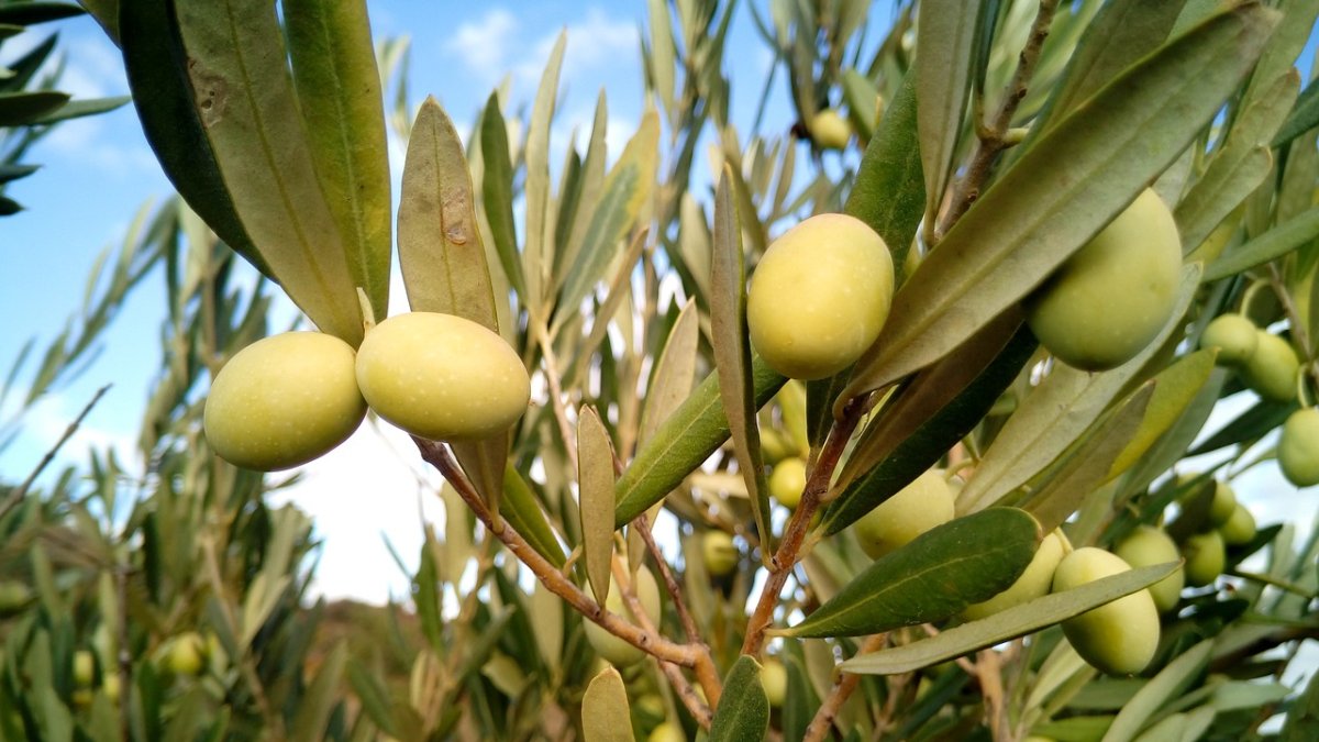 La mosca del olivo es una de las principales plagas que pone en jaque la calidad y viabilidad del aceite de oliva.