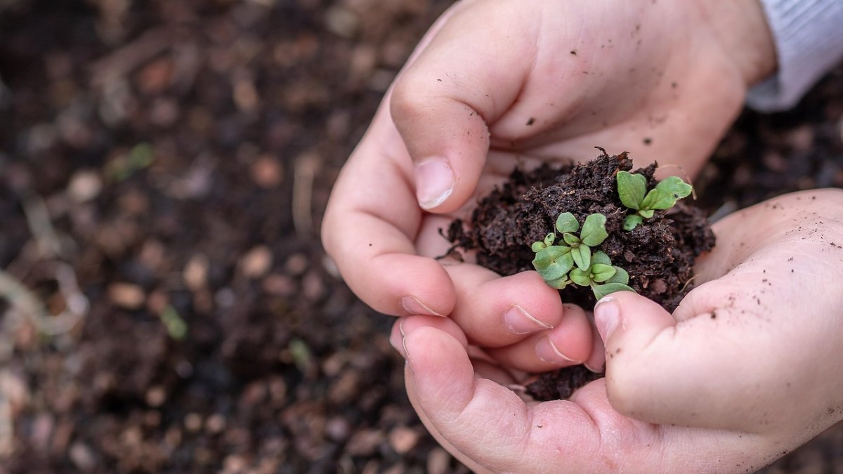 Las investigaciones van dirigidas a crear plantas más sostenibles y eficientes.