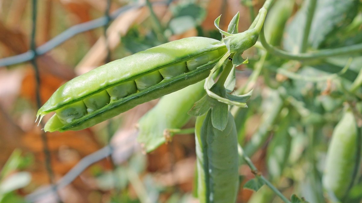 Las importaciones comunitarias procedentes de EEUU de los capítulos arancelarios mencionados, ascendieron en 2024 a 2.702 millones de euros.