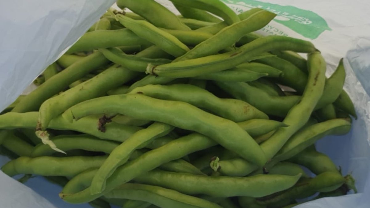 Habas recién cosechadas en Almería.
